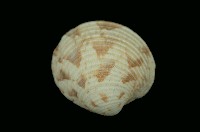 藏品(維納斯簾蛤)的圖片